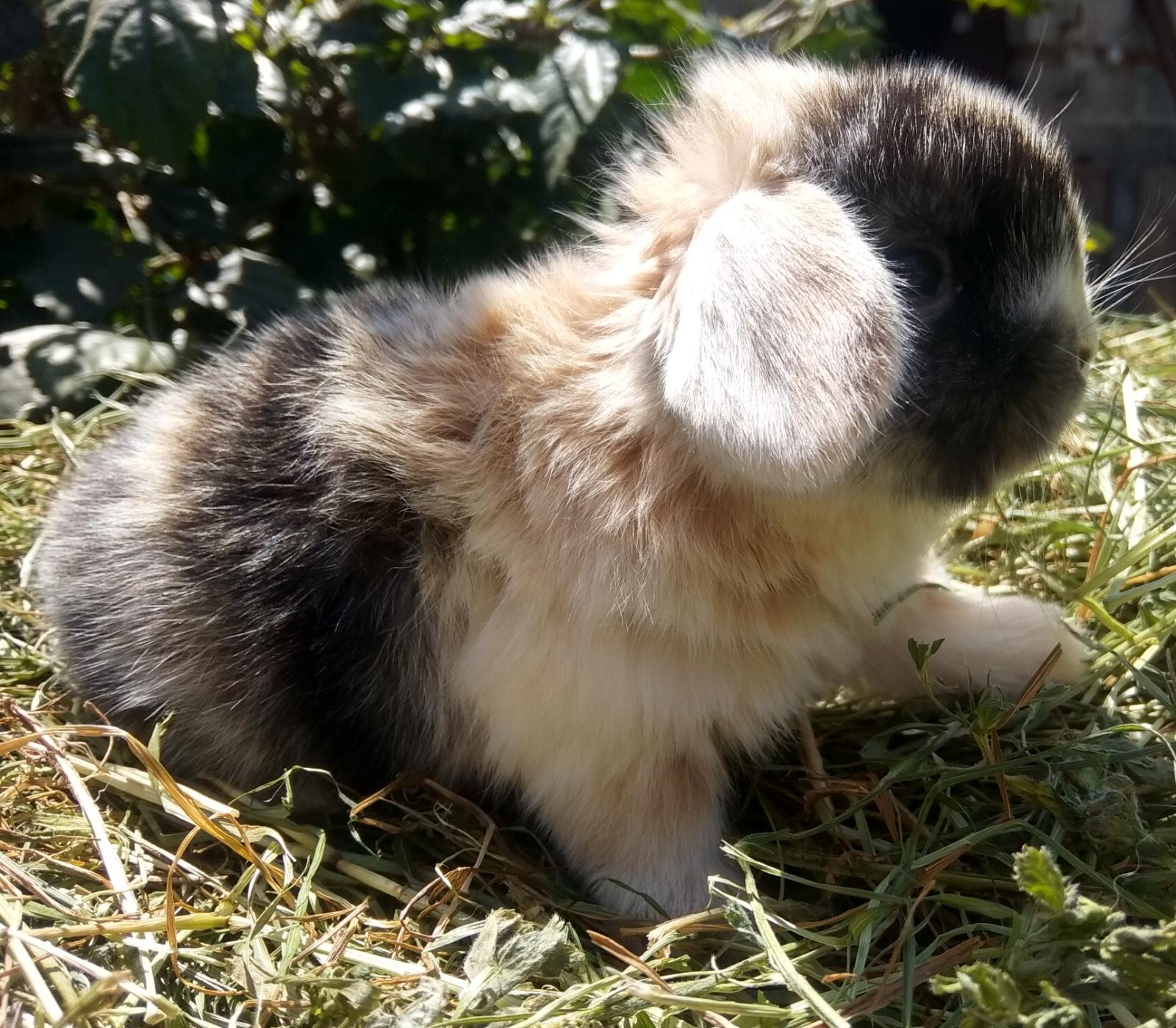 Conejo Enano Holland Lop